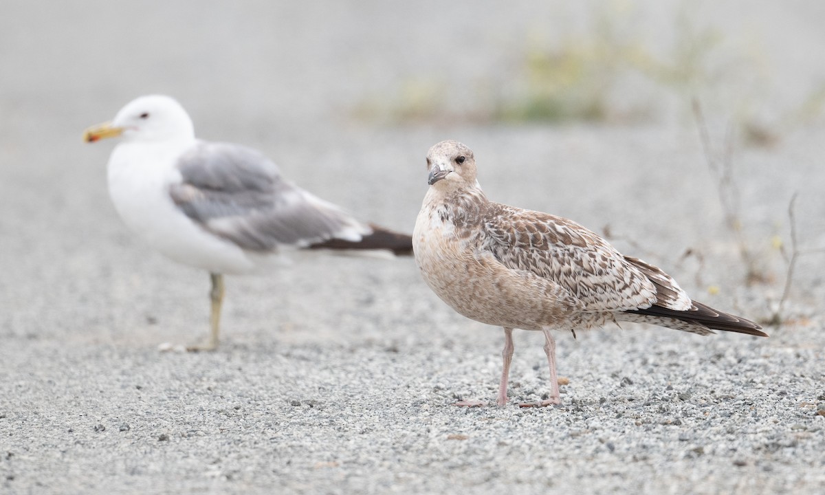 Gaviota Californiana - ML361674231