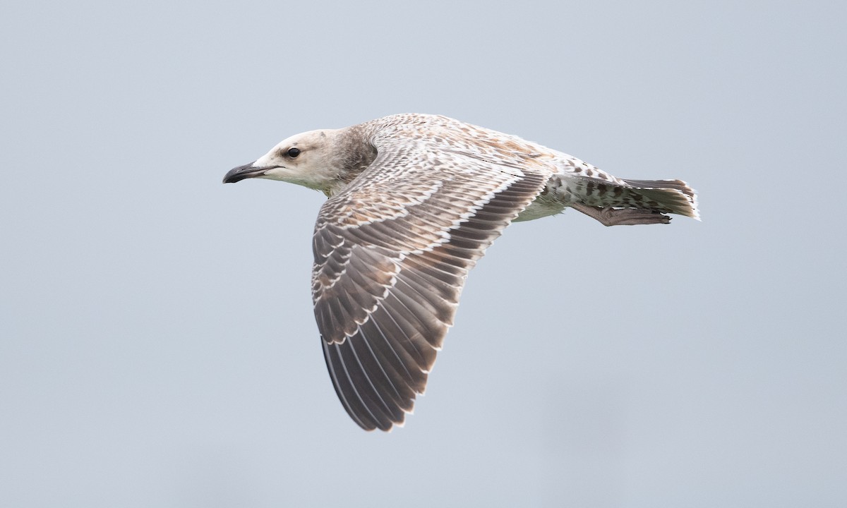 Gaviota Californiana - ML361674251