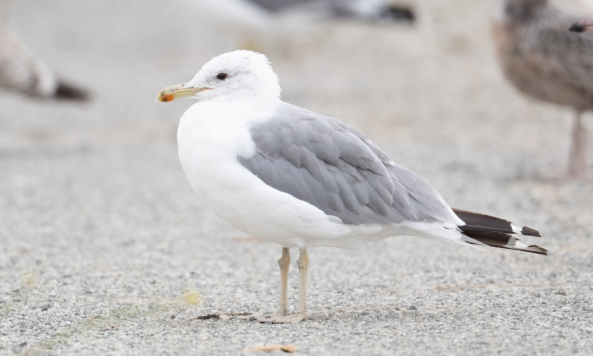 Gaviota Californiana - ML361674291