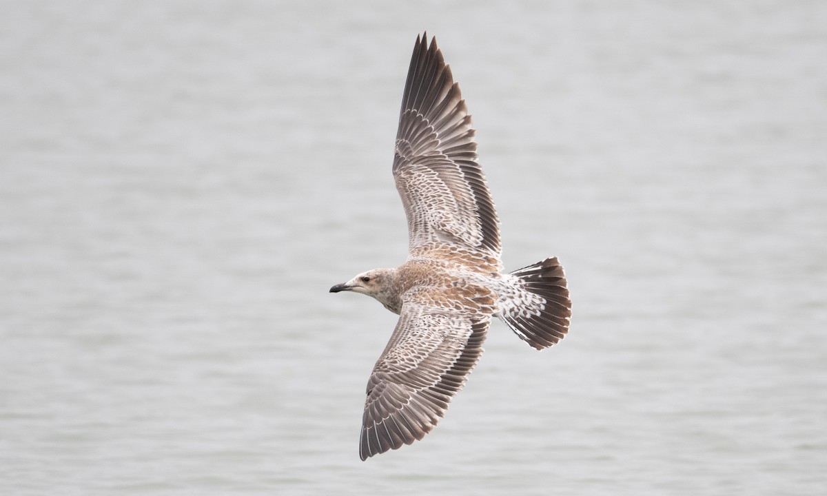 Gaviota Californiana - ML361674351