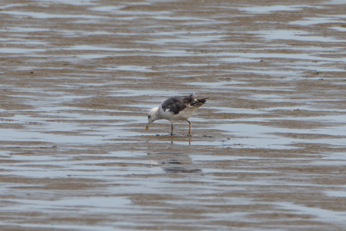 Lesser Black-backed Gull - ML361674361