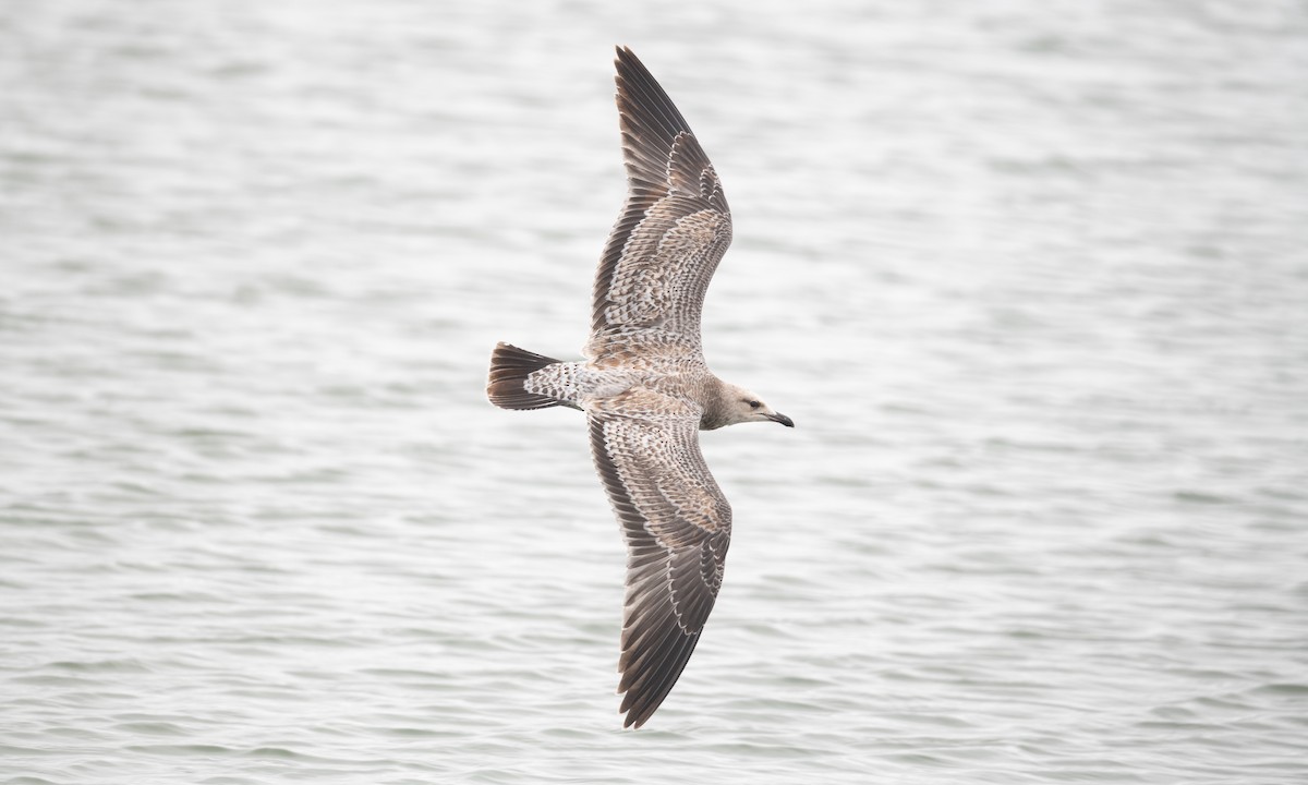 Gaviota Californiana - ML361674851