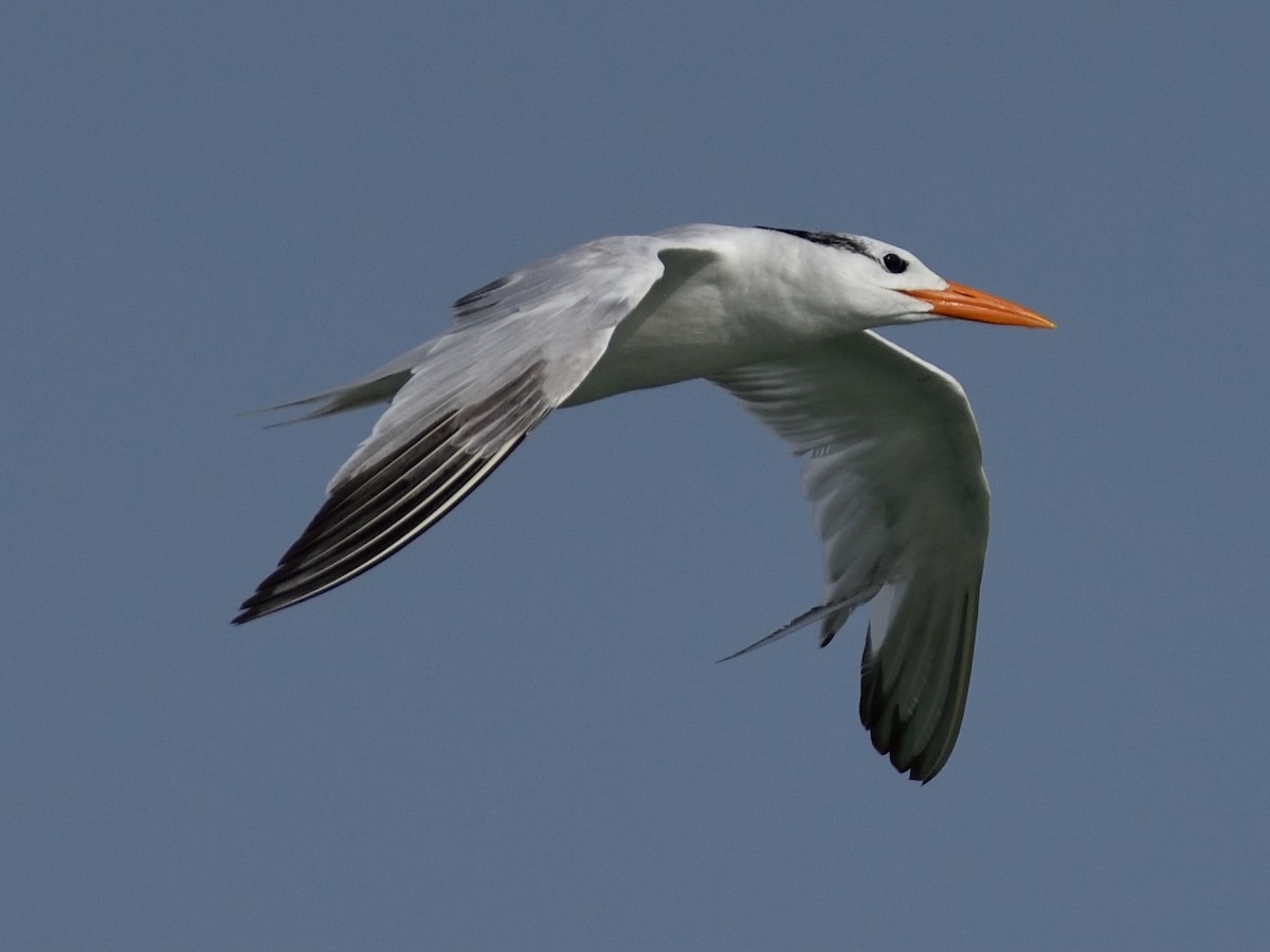 Royal Tern - ML361676041