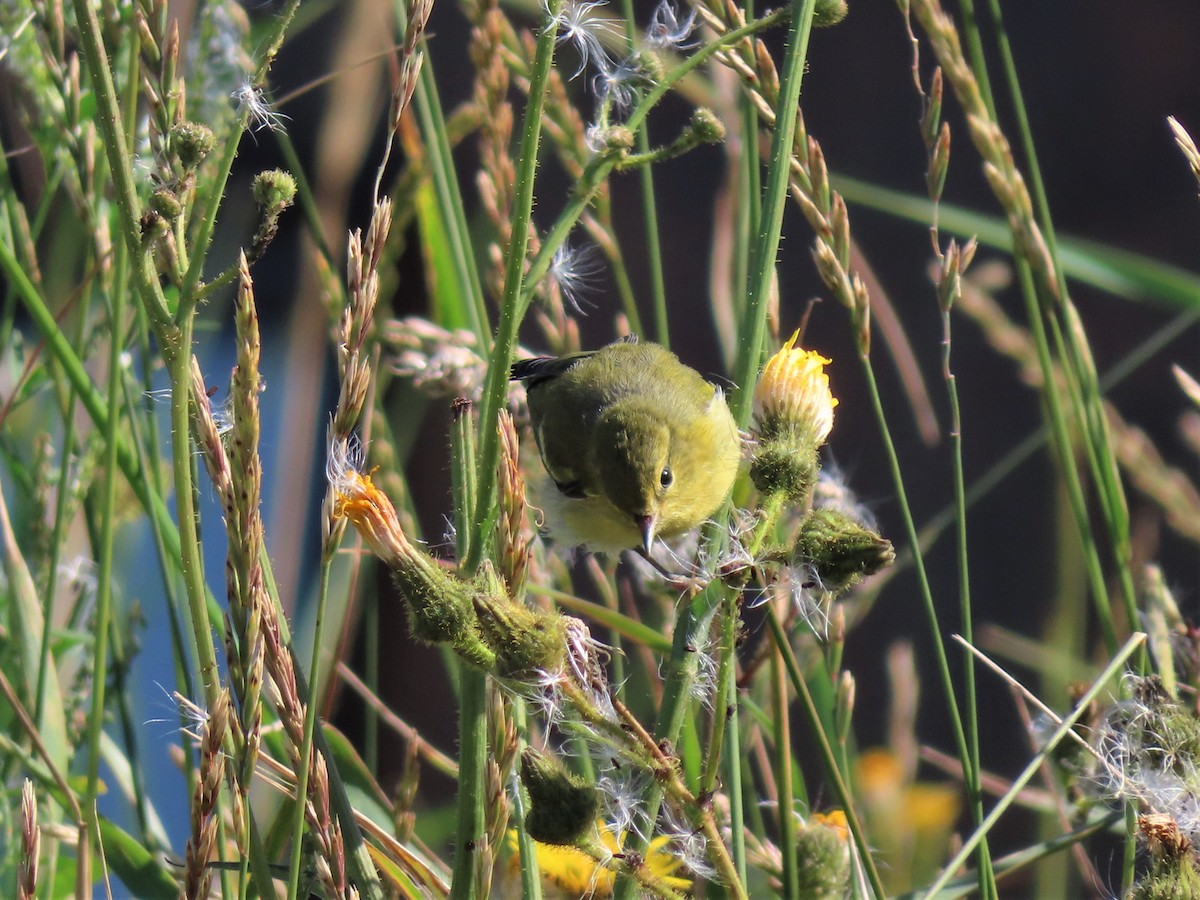 Tennessee Warbler - ML361676551