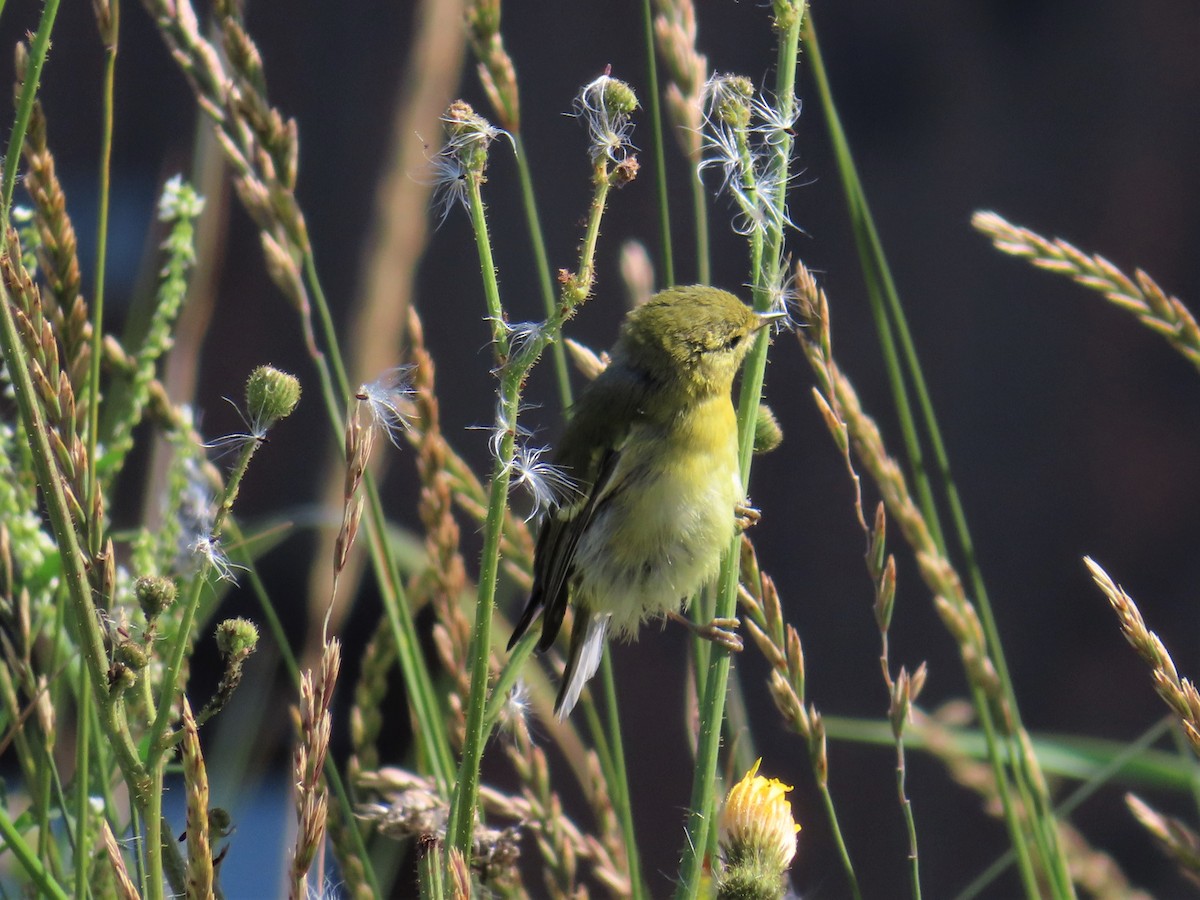 Tennessee Warbler - ML361676591