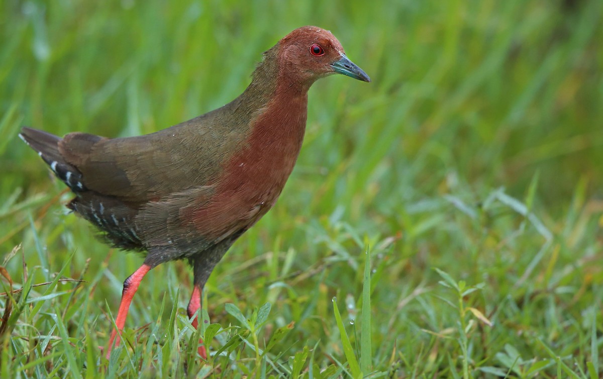 Ruddy-breasted Crake - Albin Jacob