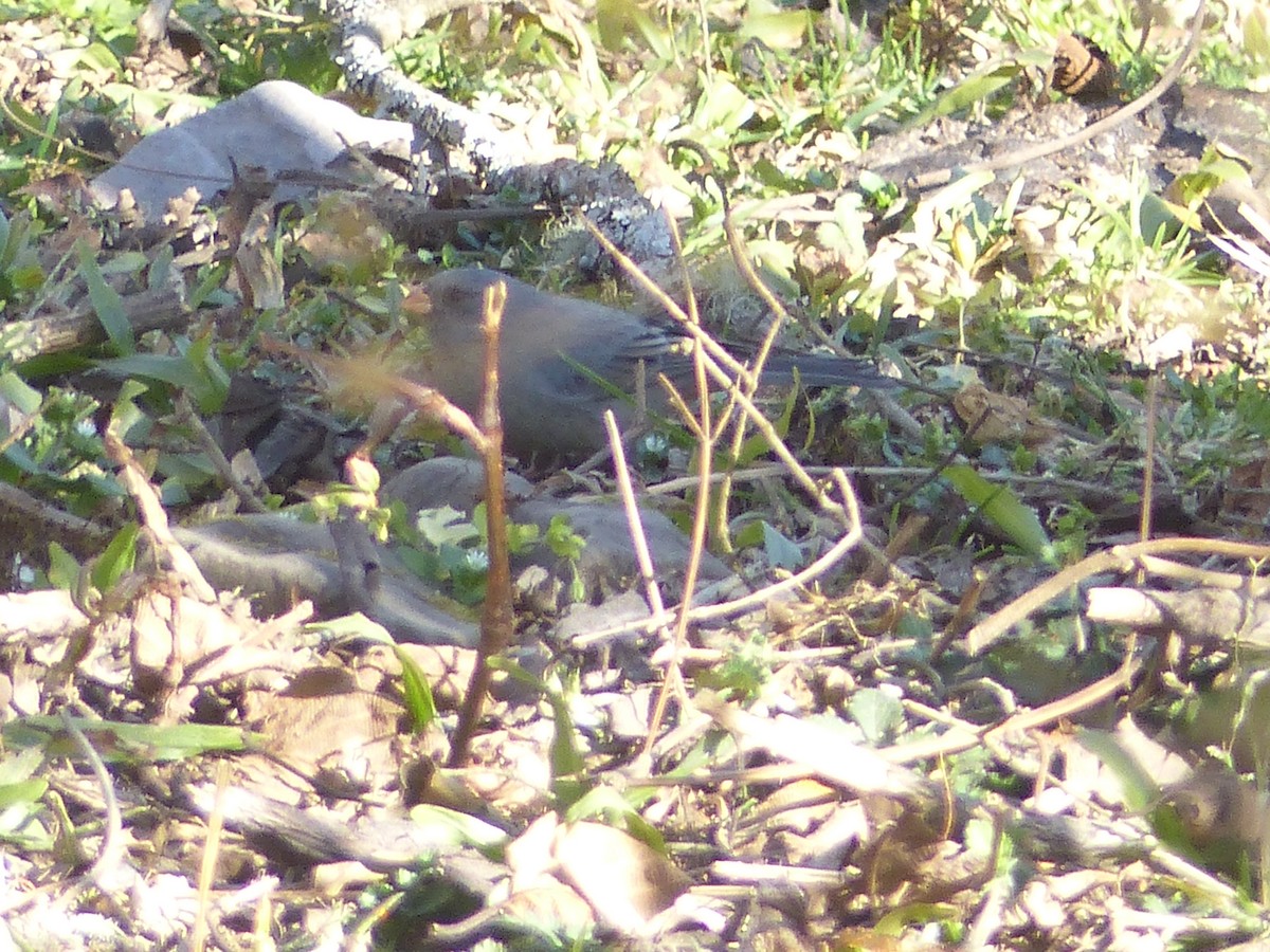 Plain-colored Seedeater - ML361677711