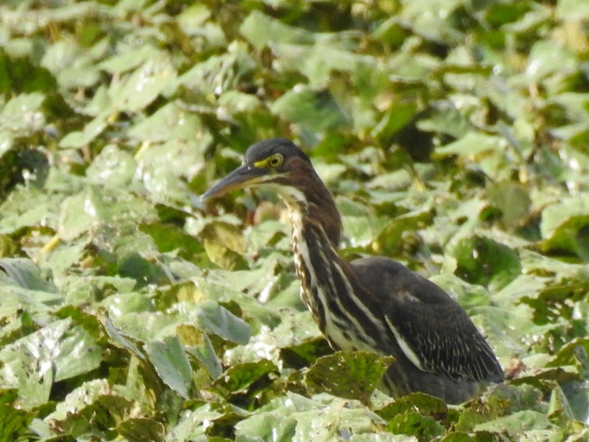 Green Heron - ML361678041