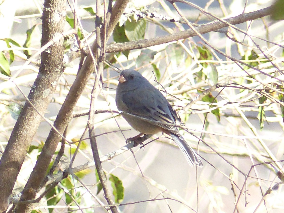 Plain-colored Seedeater - ML361678171