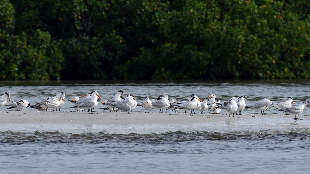 Royal Tern - ML361679251