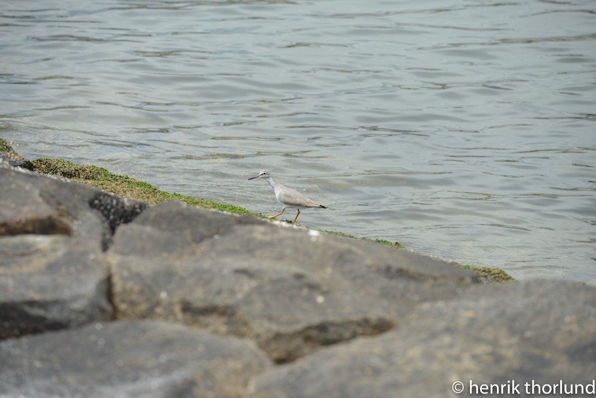 Gray-tailed Tattler - ML36167931