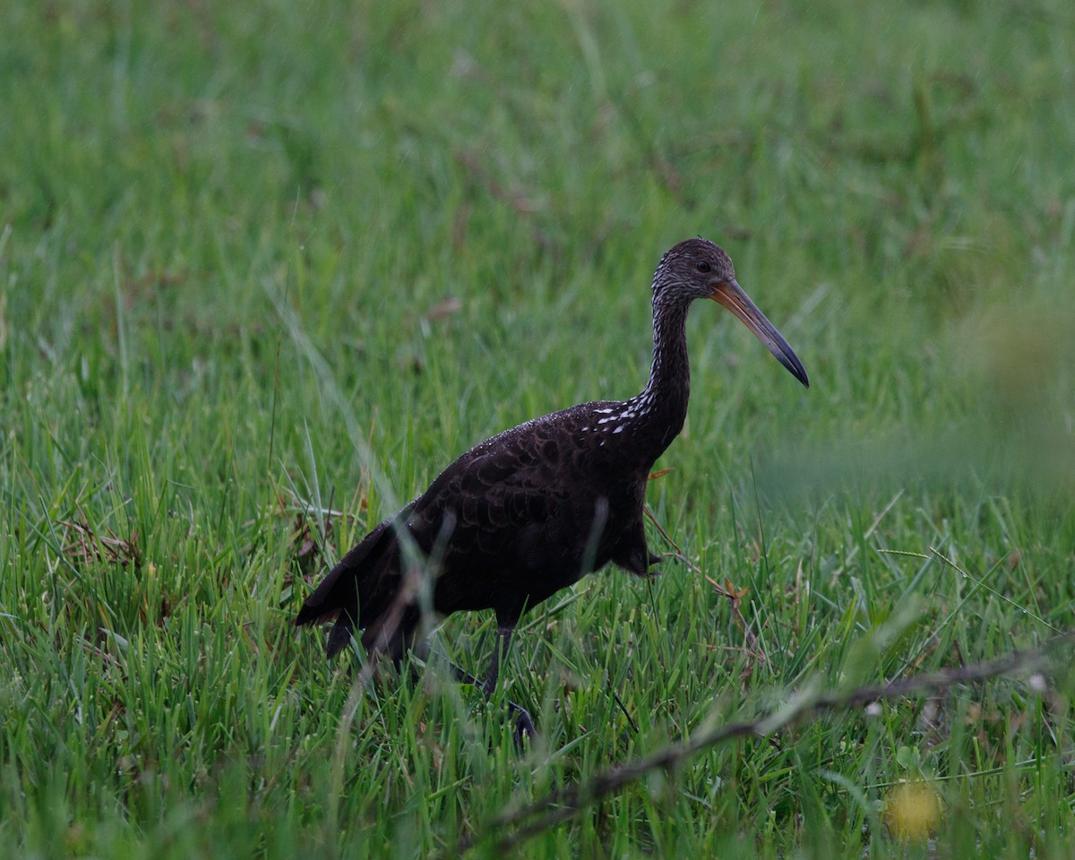 Limpkin - ML361679331