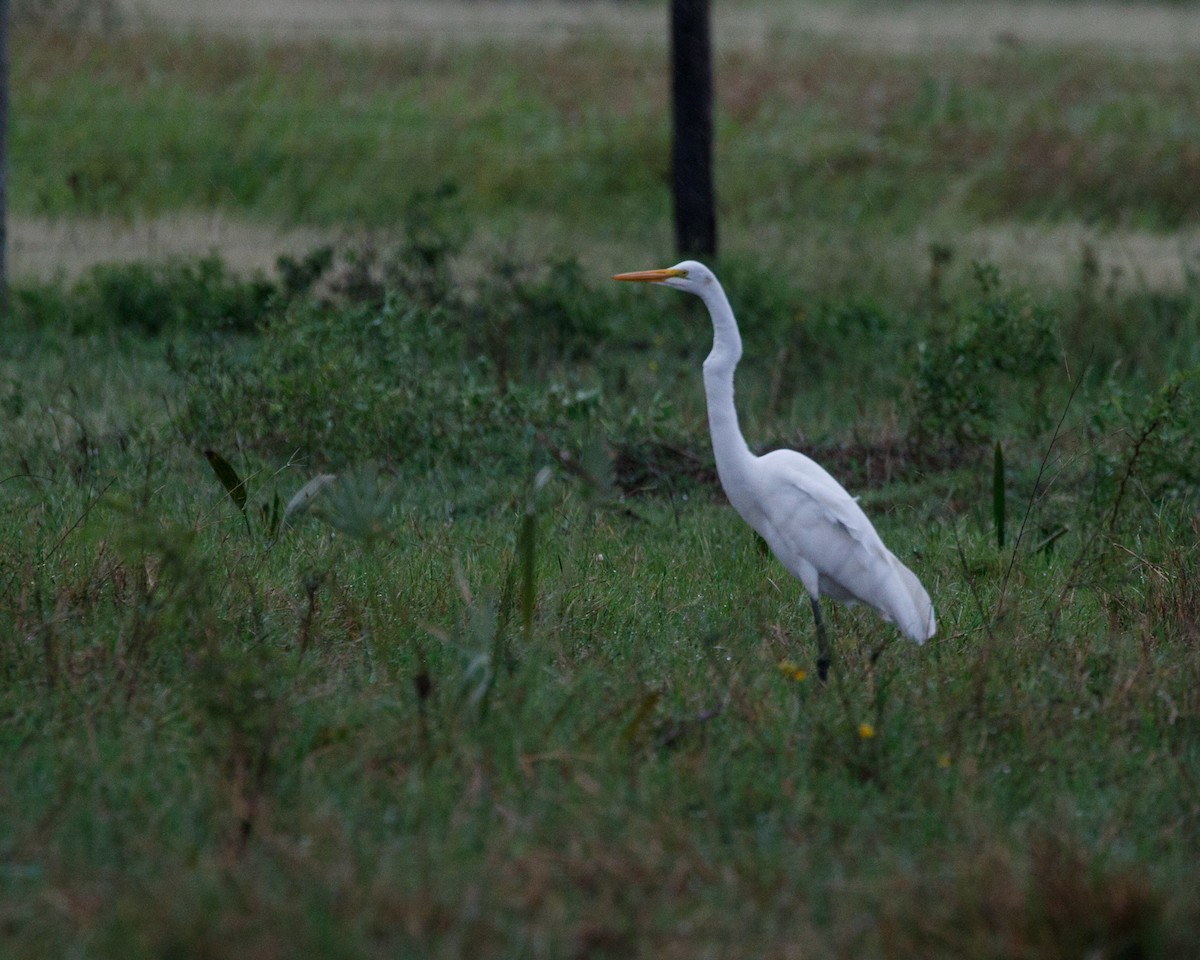 Great Egret - ML361679381