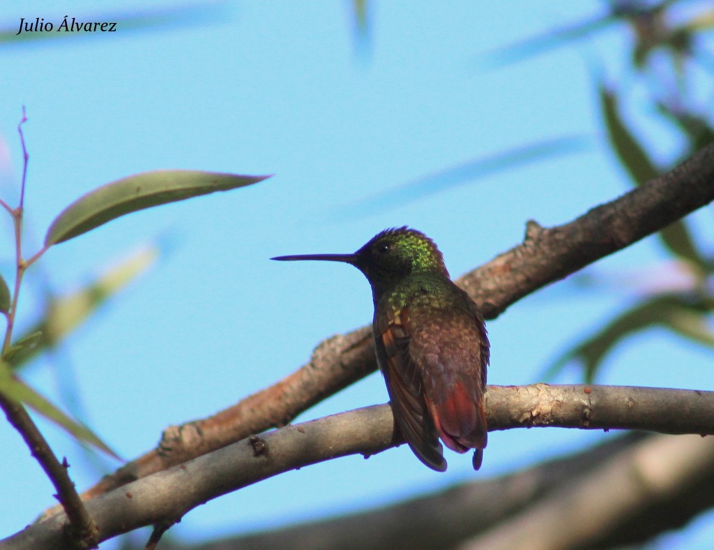 Berylline Hummingbird - ML36167941