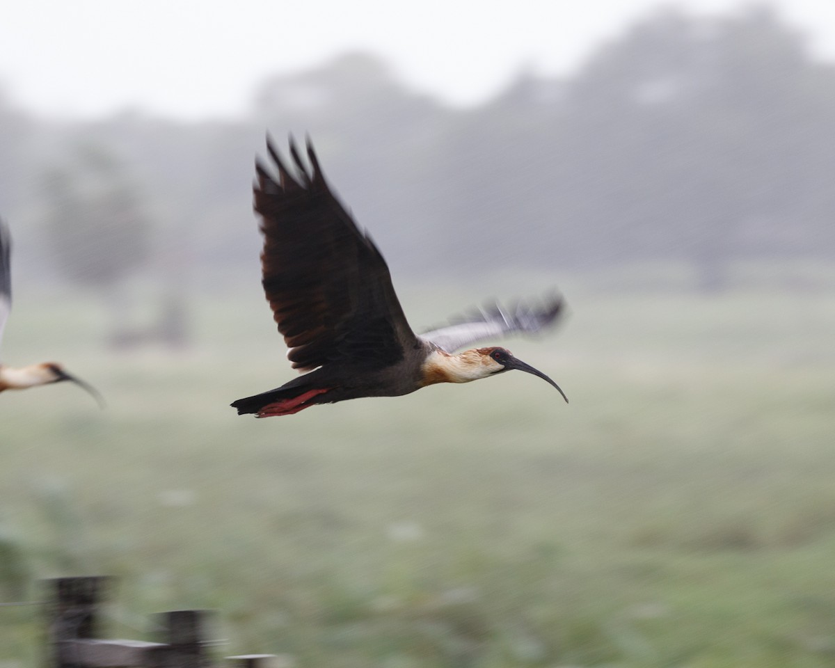 Buff-necked Ibis - ML361679411