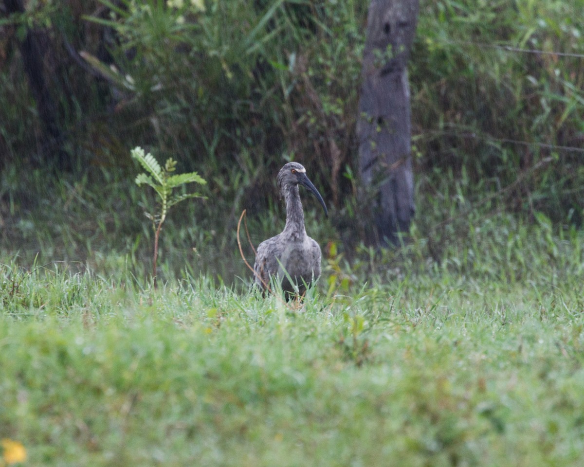 Plumbeous Ibis - Silvia Faustino Linhares