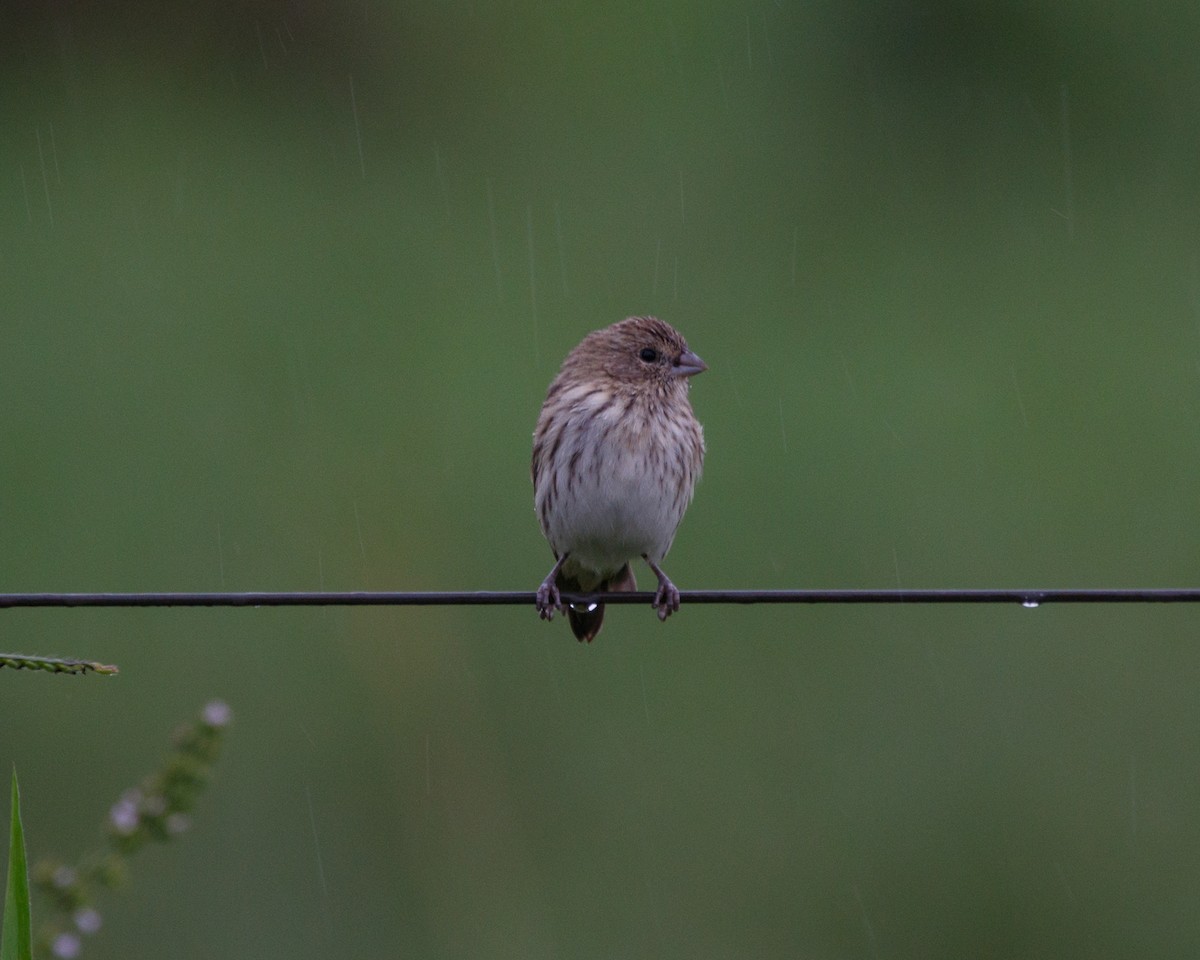 Saffron Finch - ML361679611