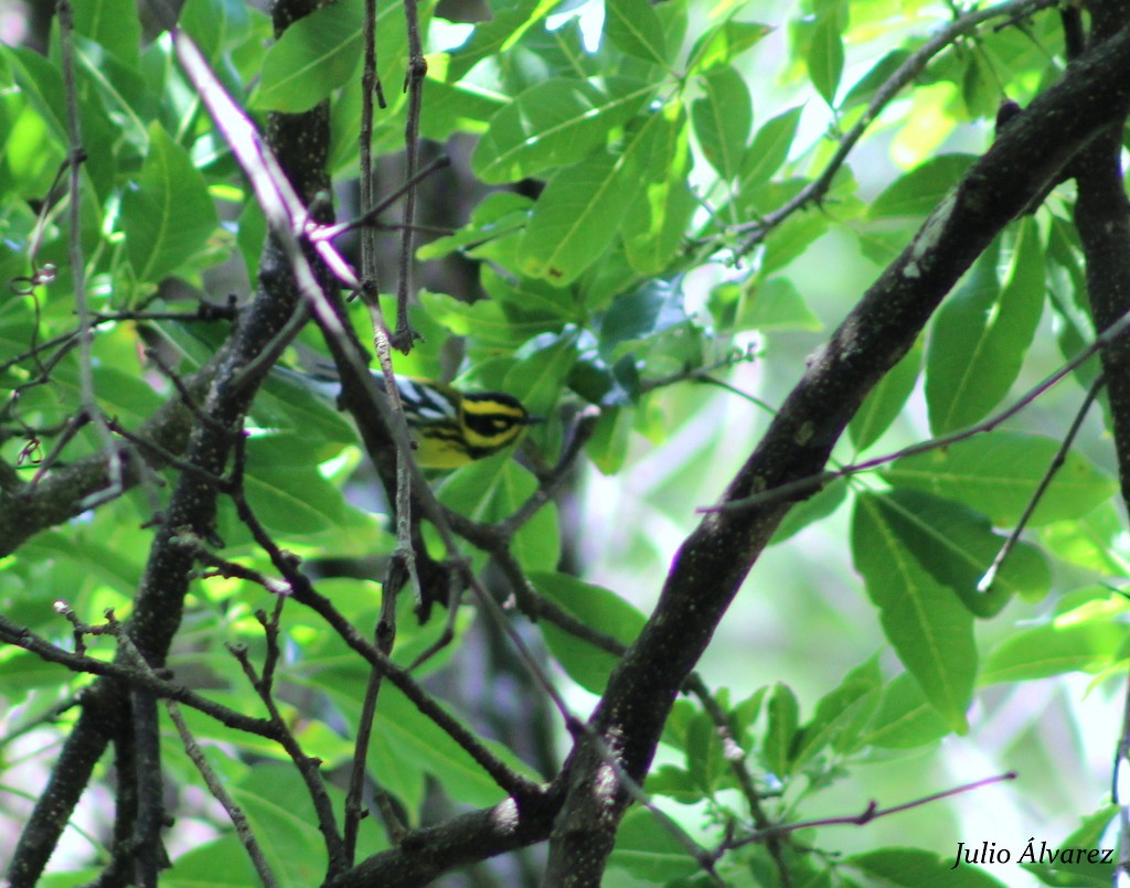 Townsend's Warbler - ML36168061