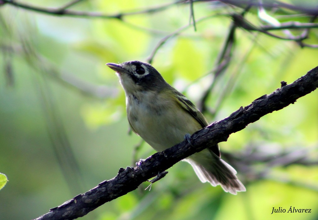 Black-capped Vireo - Julio Alejandro Alvarez Ruiz