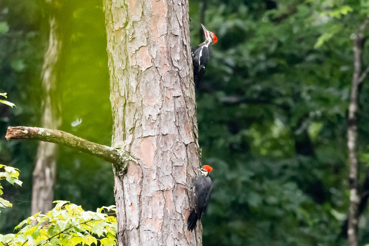 Pileated Woodpecker - ML361681351