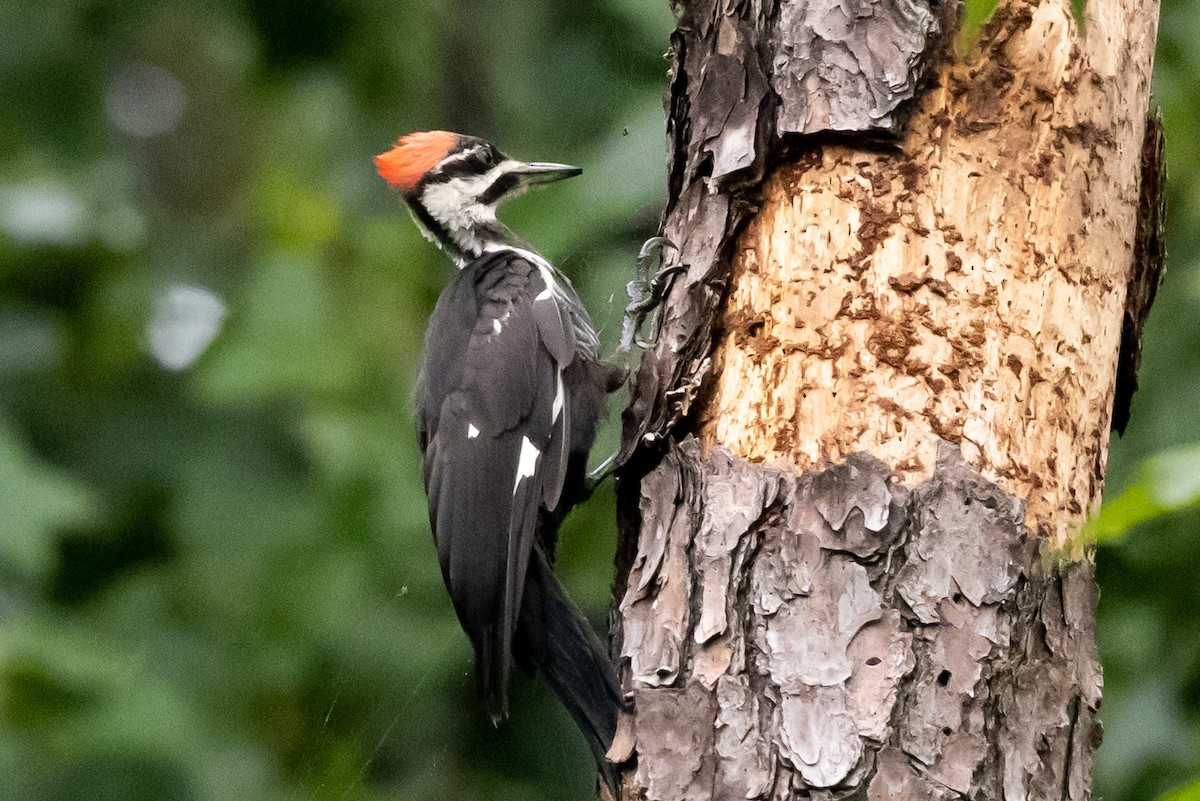 Pileated Woodpecker - ML361681381