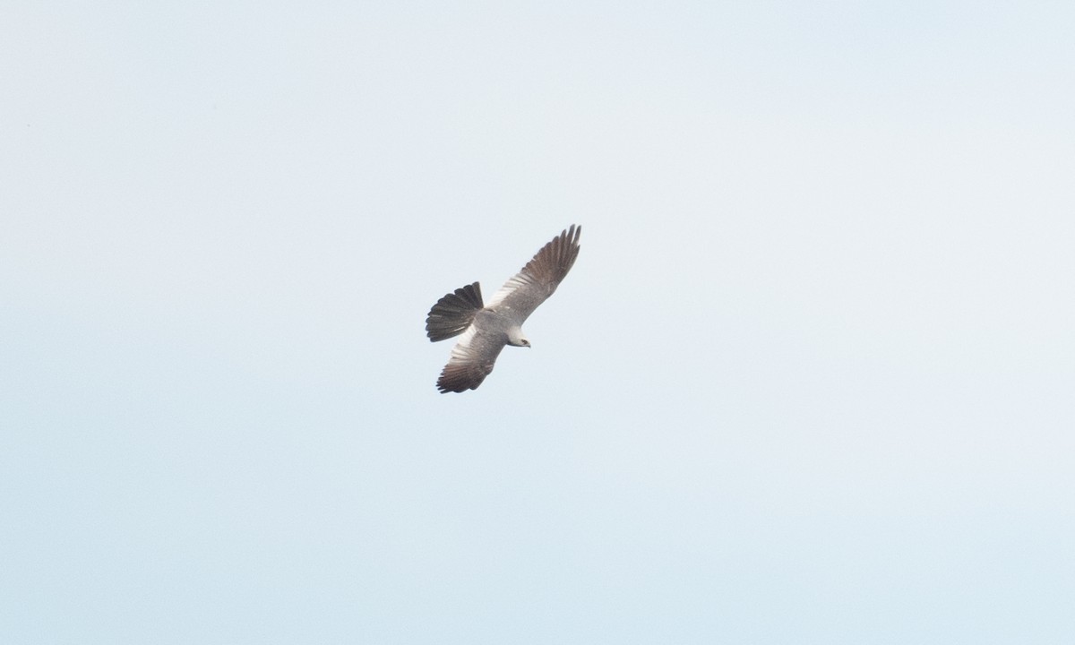 Mississippi Kite - ML361681491