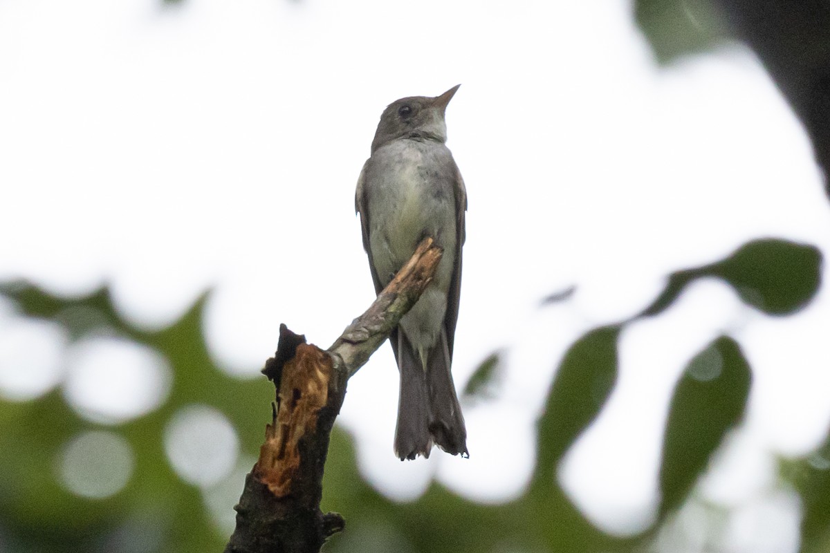 Eastern Wood-Pewee - ML361681511