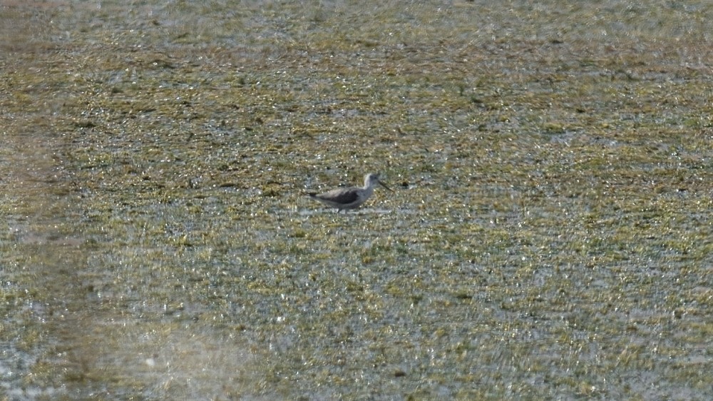 Common Greenshank - ML361685391