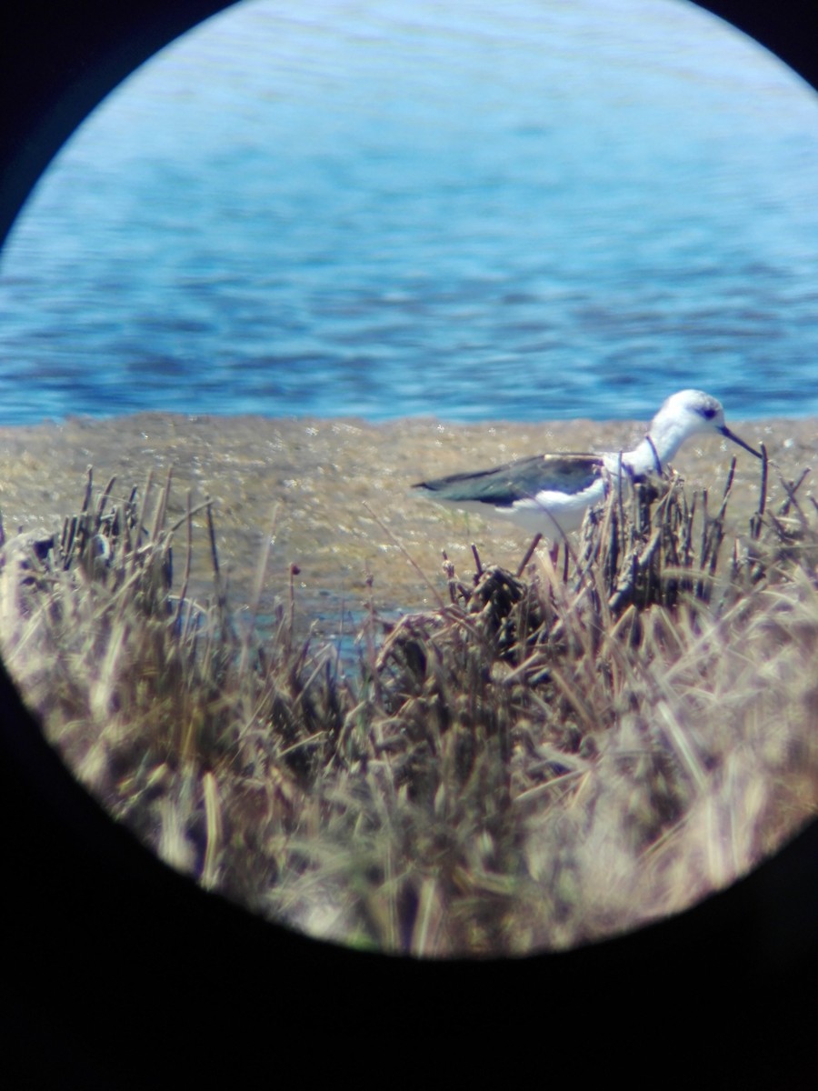 Black-winged Stilt - ML361685401