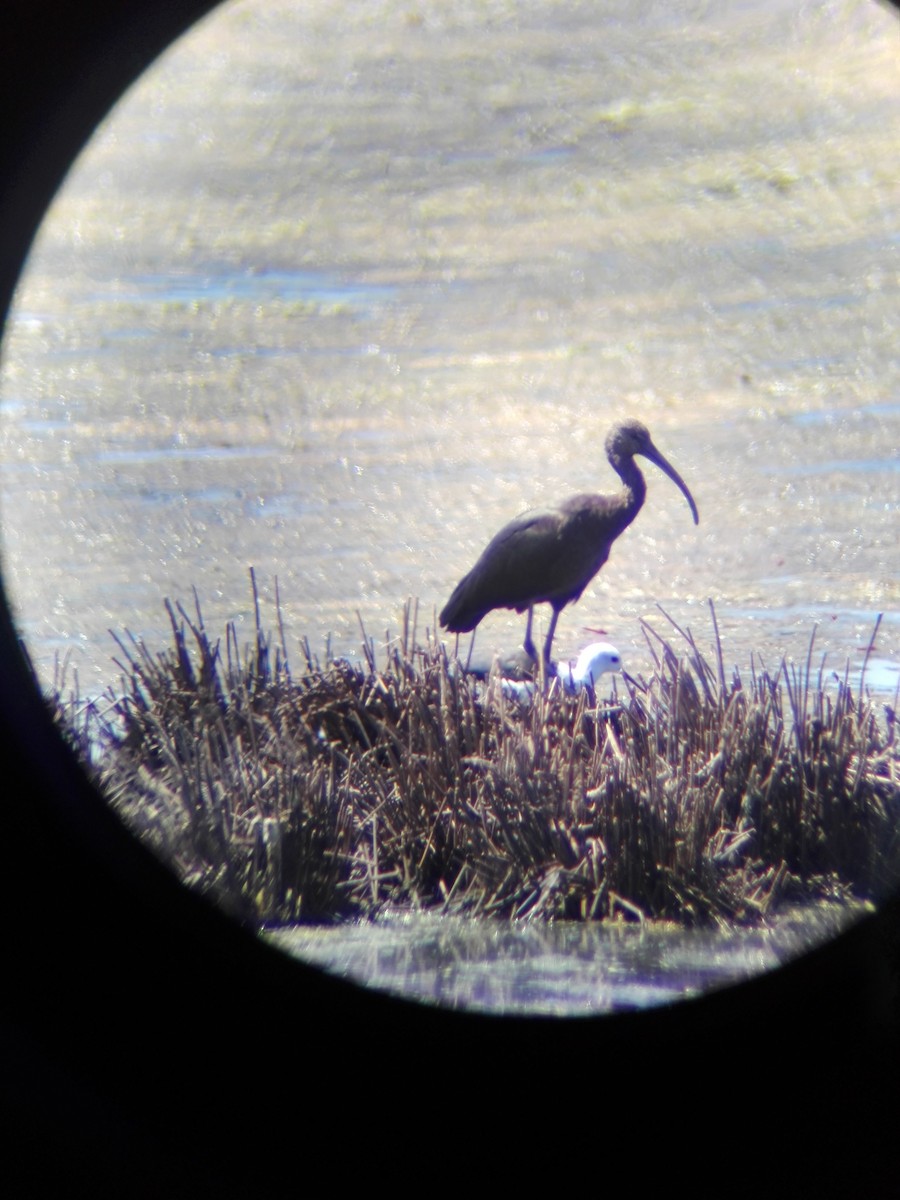 Glossy Ibis - ML361685461