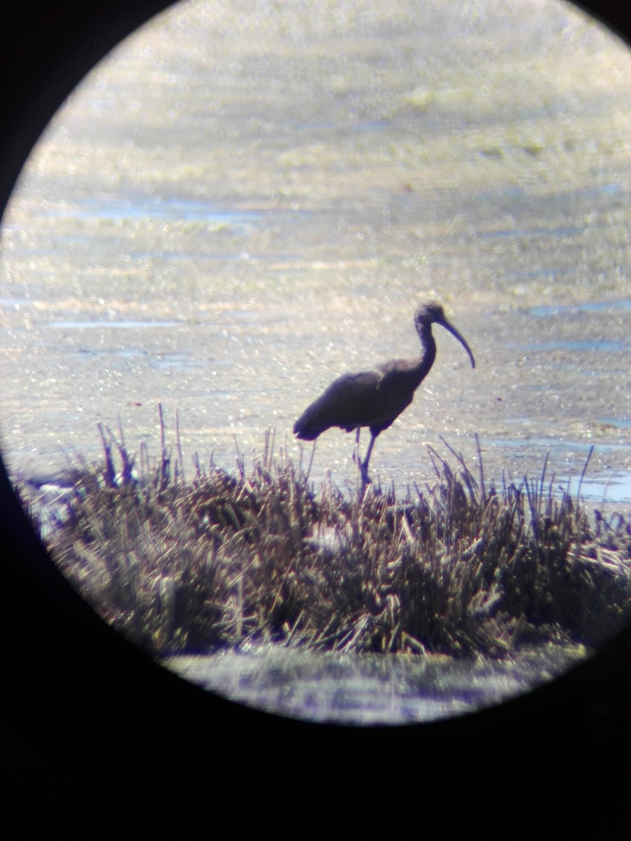 Glossy Ibis - ML361686211