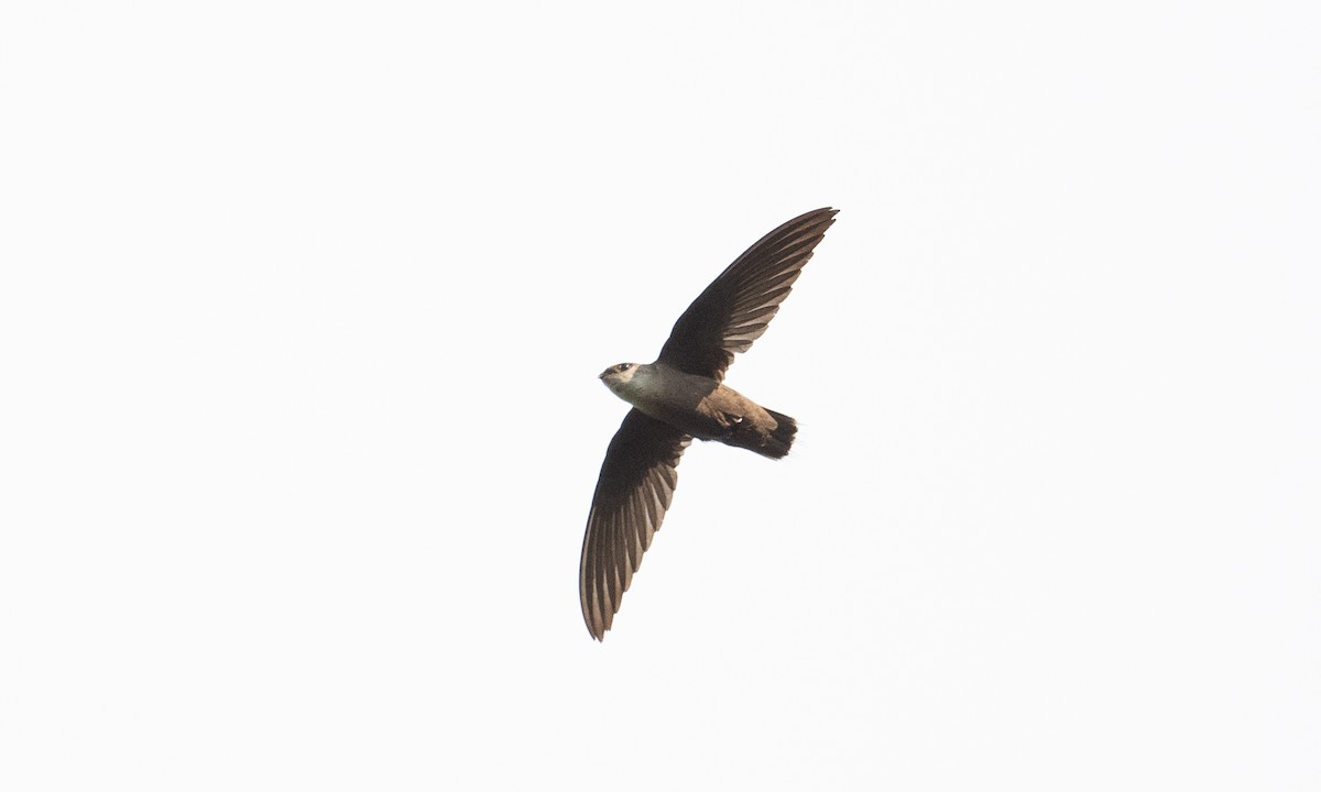 Chimney Swift - ML361686501