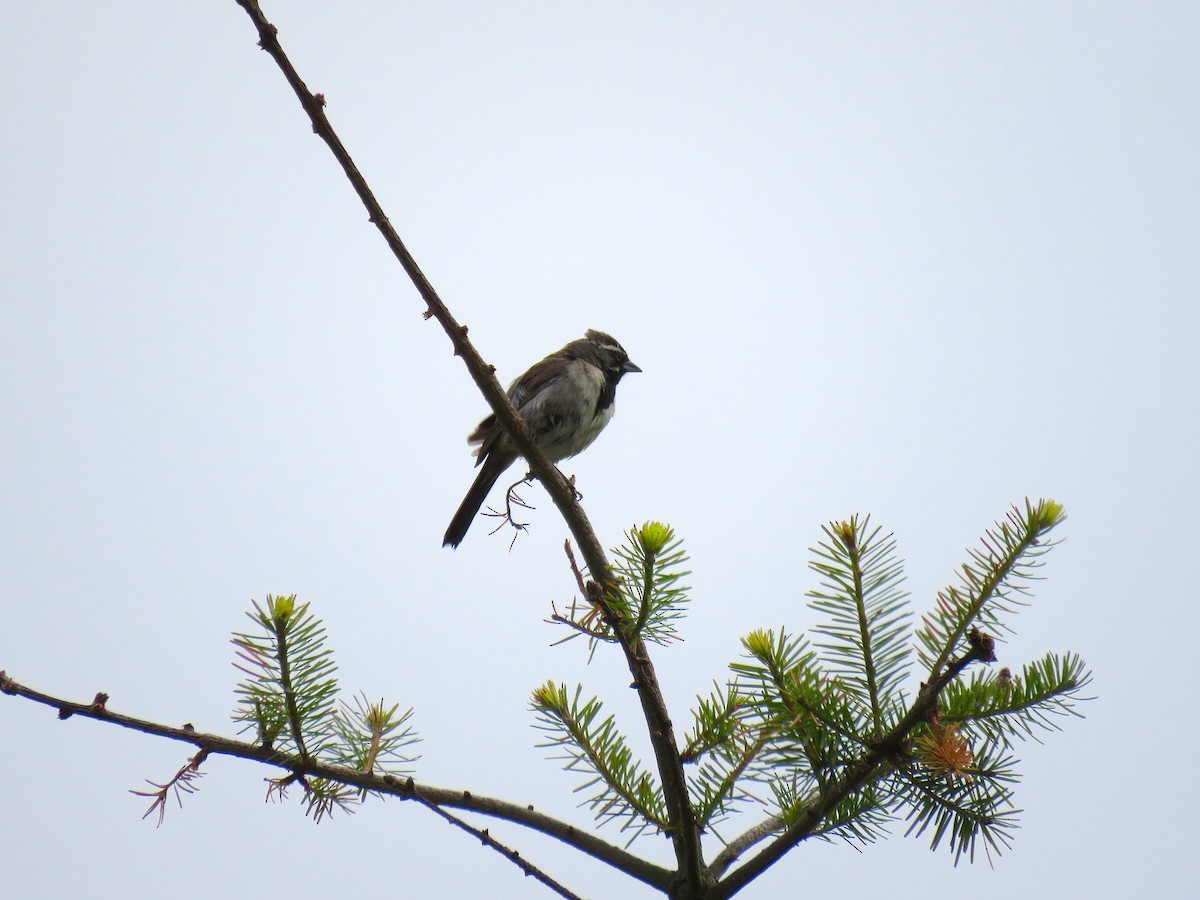 Black-throated Sparrow - ML361686891