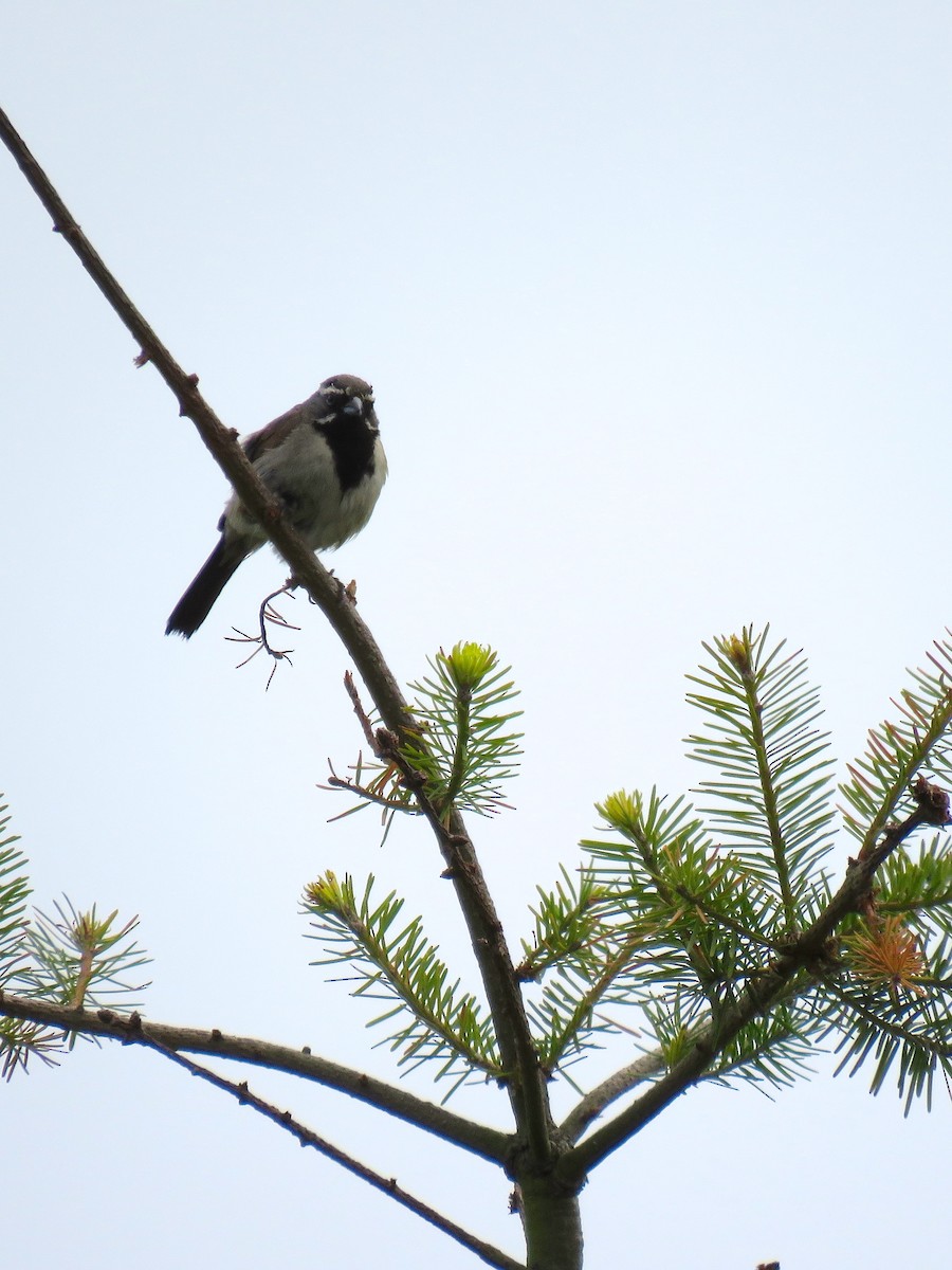 Black-throated Sparrow - ML361687031