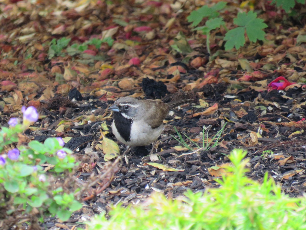 Black-throated Sparrow - ML361687181