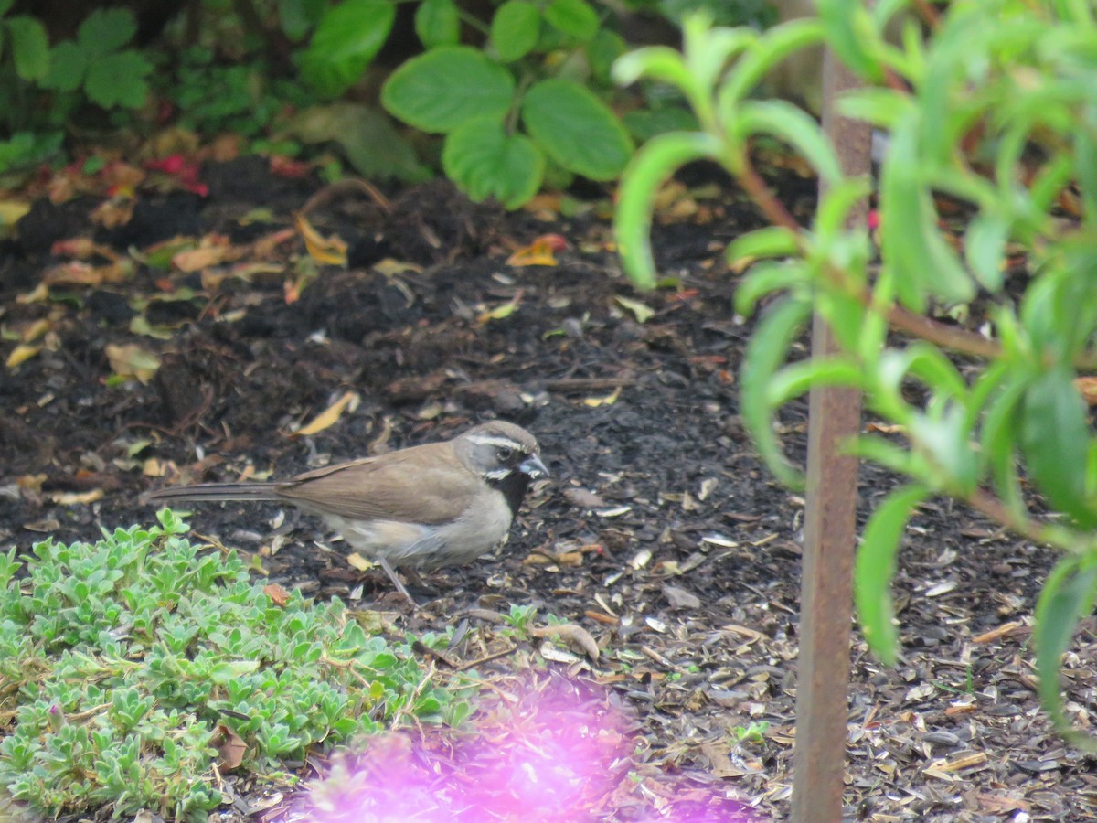 Black-throated Sparrow - ML361687501
