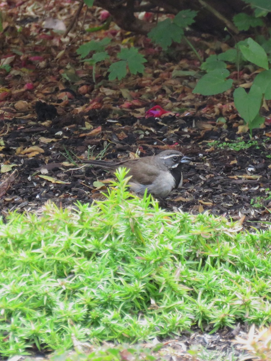 Black-throated Sparrow - ML361687881