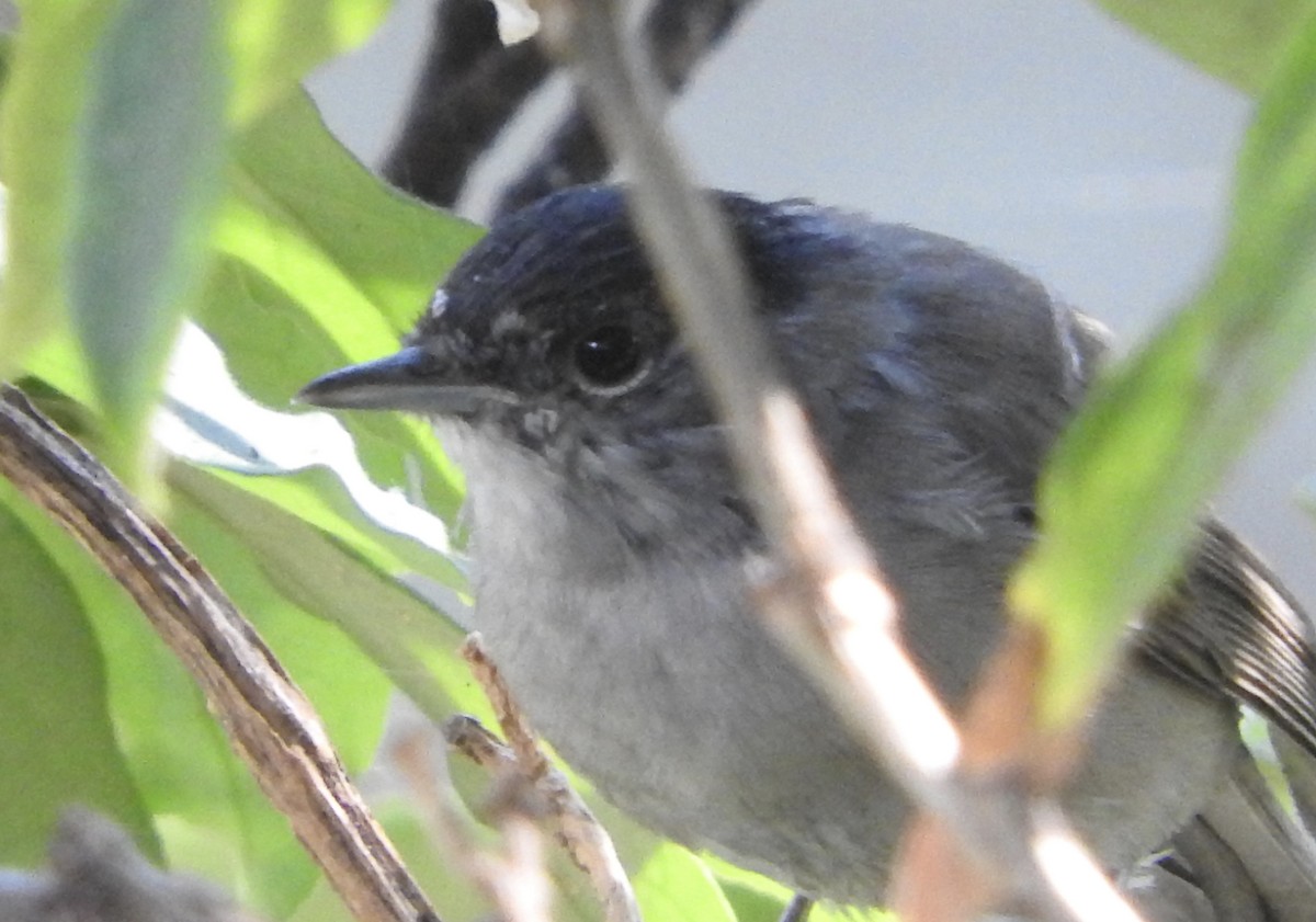 Eurasian Blackcap - ML36168801