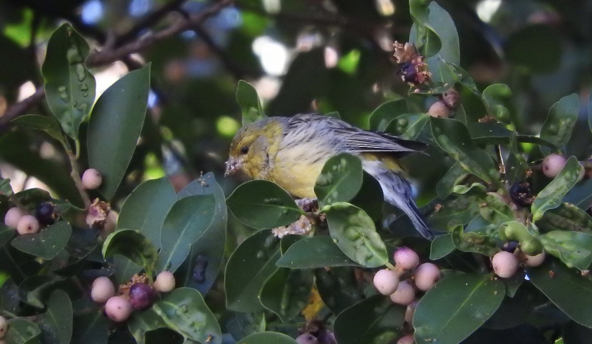 Serin des Canaries - ML36168871