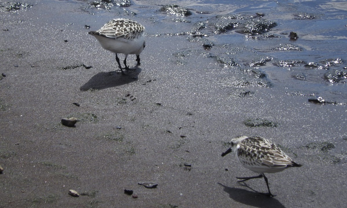 Sanderling - ML36168891