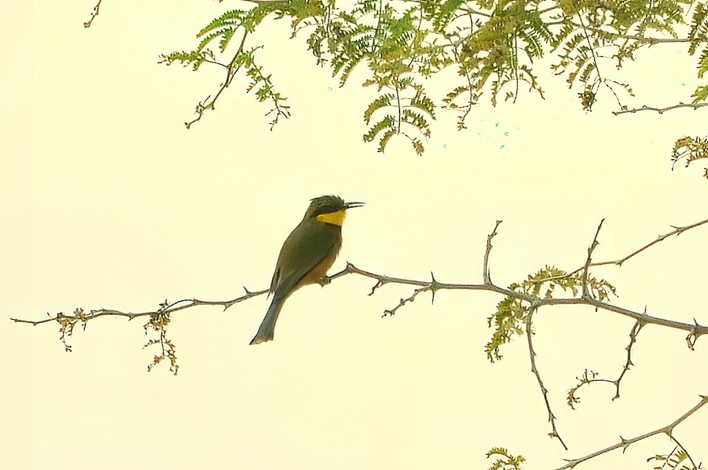 Little Bee-eater - ML361688981