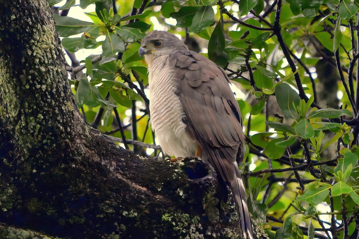 African Goshawk - ML361689101