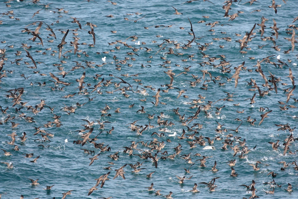 Wedge-tailed Shearwater - Corey Callaghan