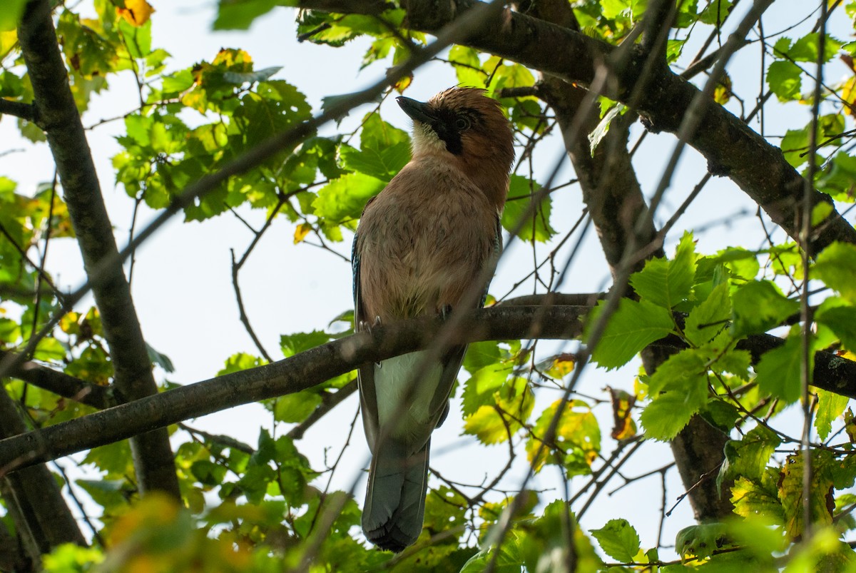 Eurasian Jay - ML361690491