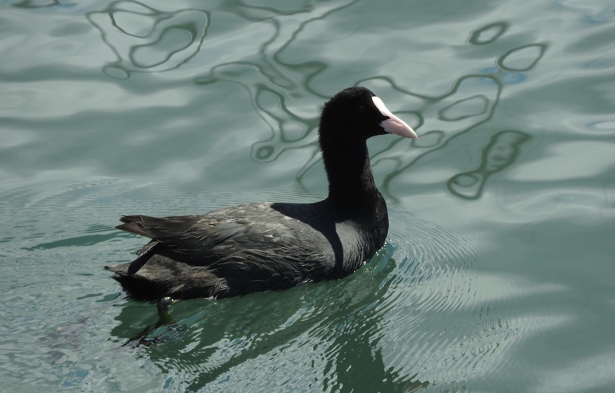 Eurasian Coot - ML36169071