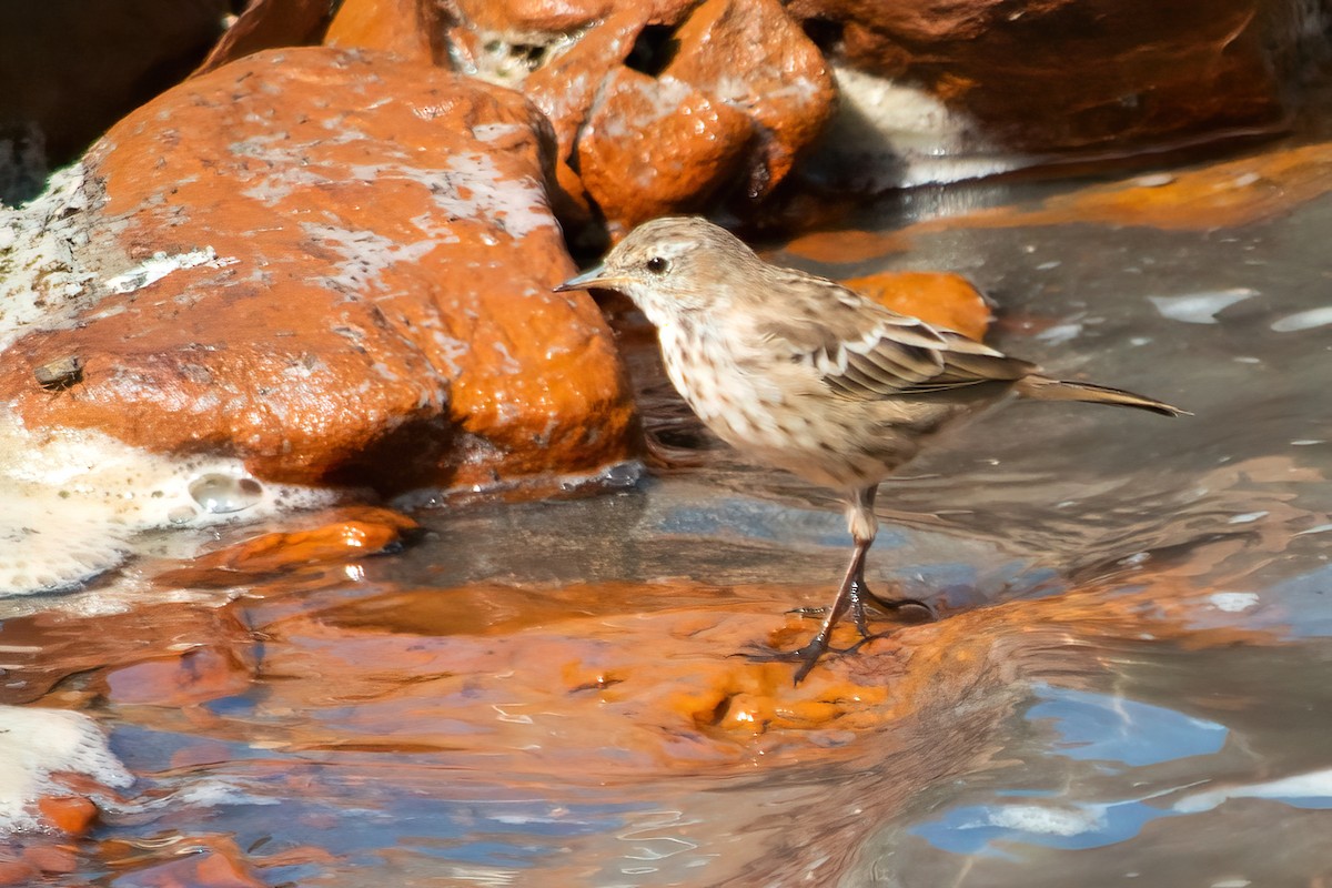 Water Pipit - ML361690971