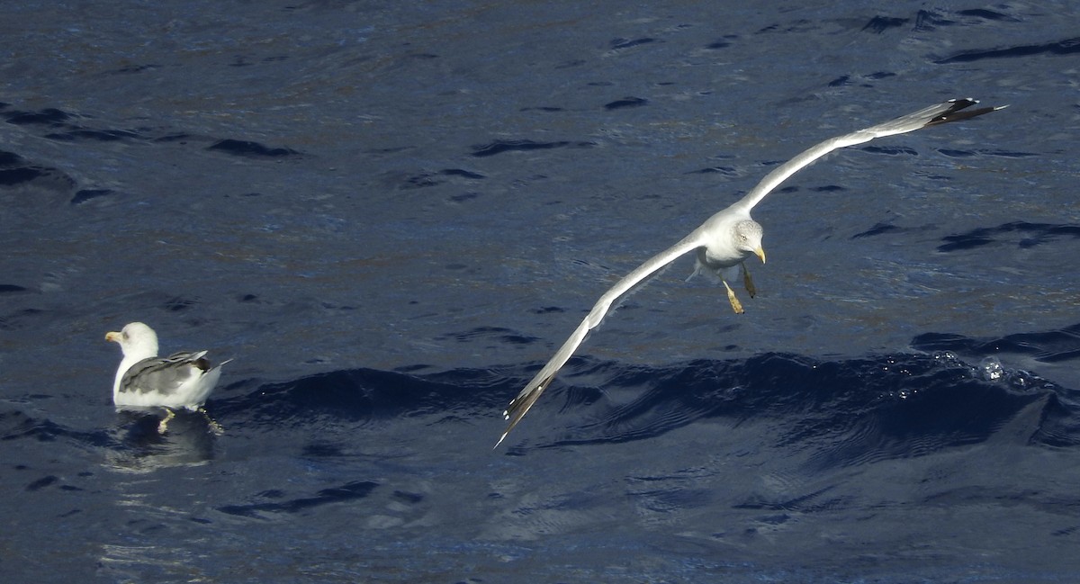 Yellow-legged Gull - Noam Markus