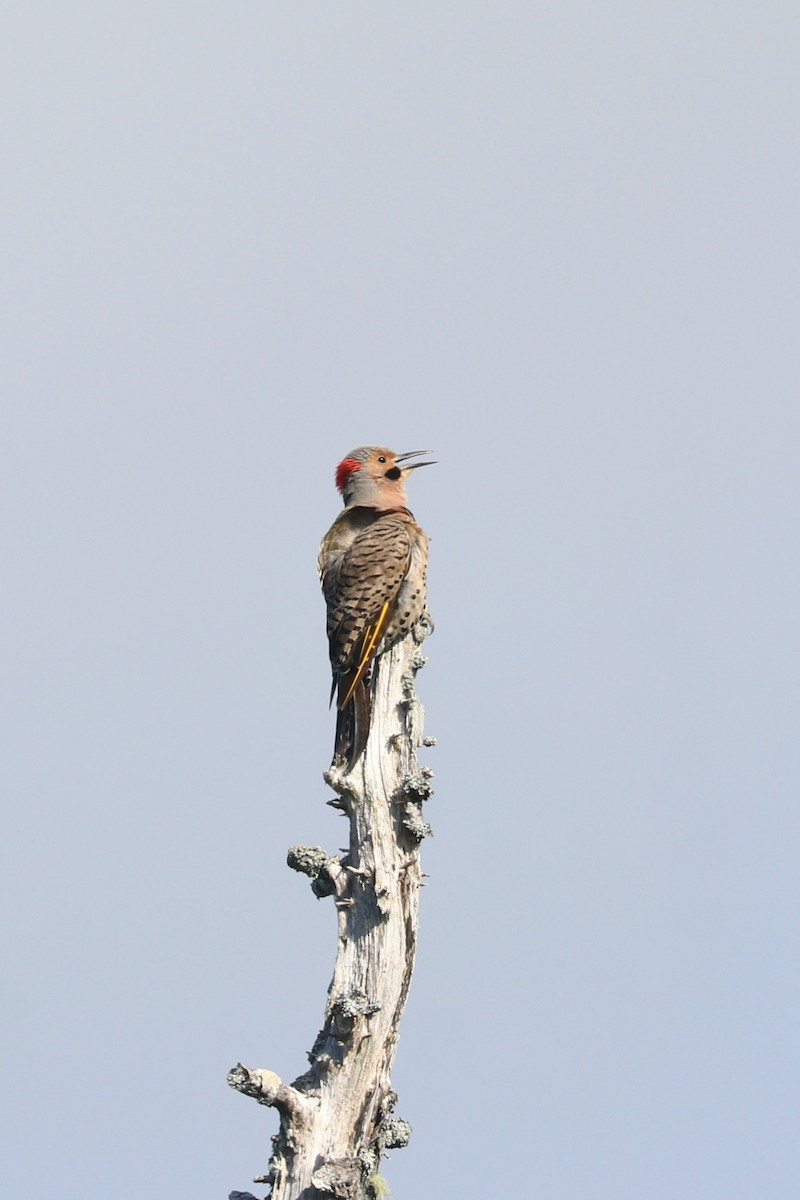 Northern Flicker (Yellow-shafted) - ML361691121