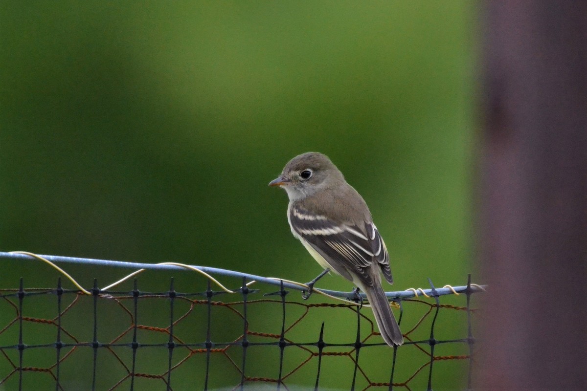 Least Flycatcher - ML361692451