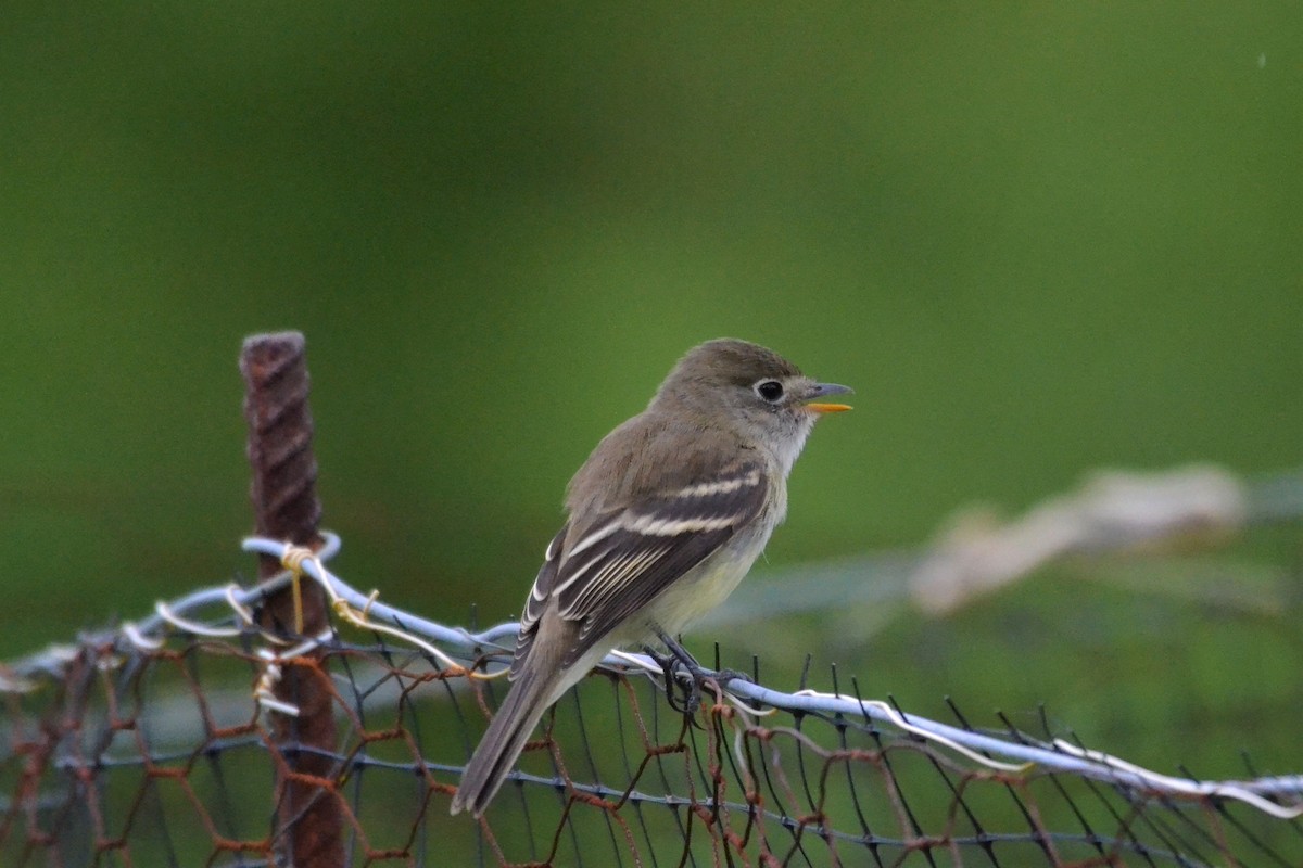 Least Flycatcher - ML361692461